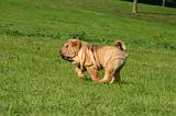 SHAR-PEI 983